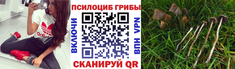 купить наркотики цена  Суворов  Галлюциногенные грибы мухоморы 